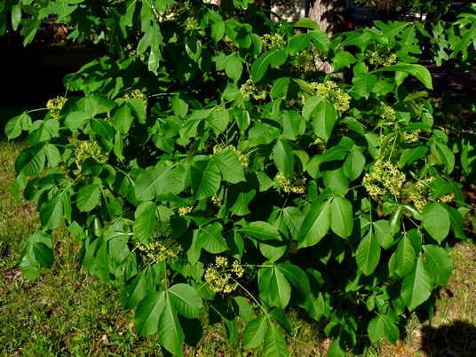 {Ptelea trifoliata}